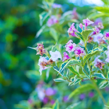 Hotel Stableside At Racecourse